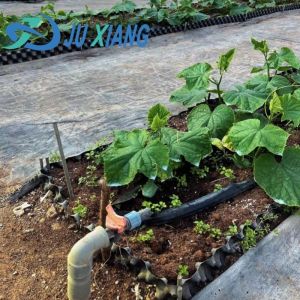 Seeding/Vegetables/Fruit/Flower Controlled Environment Hydroponic Seedling