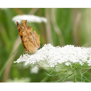 China wholesale Fructus cnidii extract powder-- Cnidium Monnieri (L.) Cuss