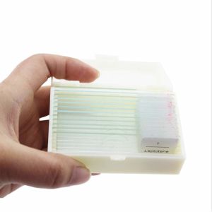 Hot Sale 25pcs Glass Human Prepared Histology Microscope Slides wooden set for