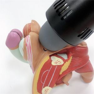 ESWT Therapy Radial Stone Blasting Machine For ED Treatment