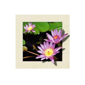 Eco Friendly Plastice 3D Lenticular Printing Service Picture Nature Landscape