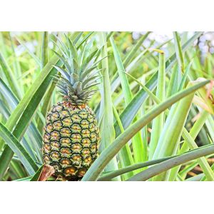 Water Soluble Protease Proteinase 2400GDU Bromelain Manufacturer Light Yellow