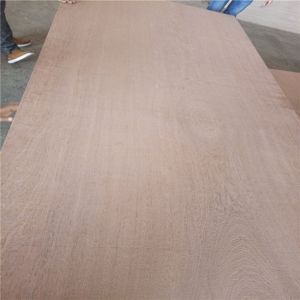 WBP Glue Sapele Faced Plywood