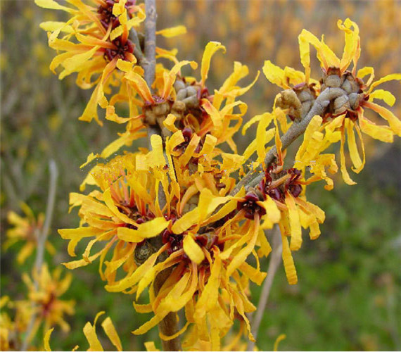 Water Soluble Witch Hazel P.E./Herbal Hamamelis Virginiana Extract for Cosmetic