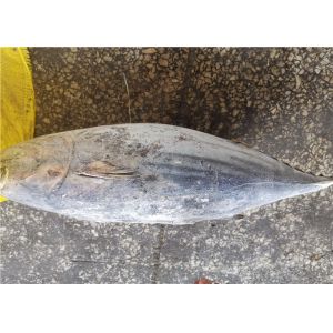 Delicious Bulk 3.4kg Frozen Skipjack Tuna With Omega 3