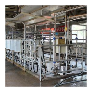 Cow 60 points Herringbone Milking Parlor Automatic Clean