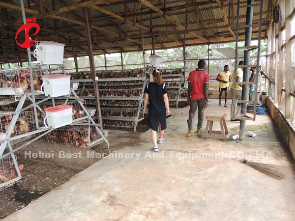 Most Economical Chicken Layer Battery Cage Poultry Farming For 5000/10000/20000 Birds Star