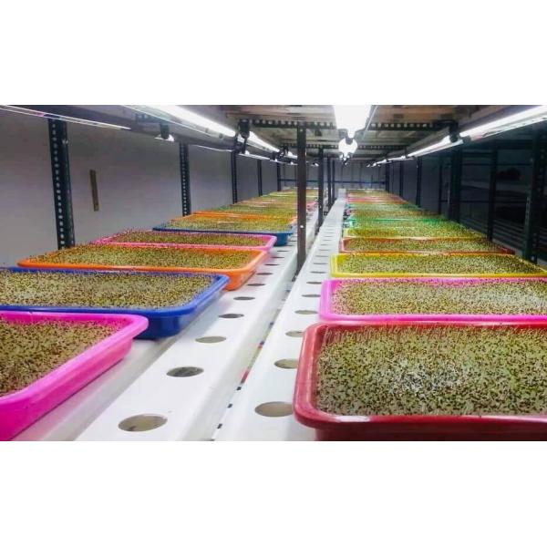 Propagation Tray Nursery Tray With EDJ LED Grow Light For Seedling