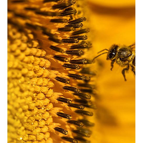 24 Inch 36 Inch Width Roll Dye Ink 200gsm High Glossy Inkjet Paper with 100 feet length