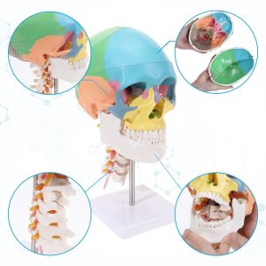 Parietal Mandible Anatomical Skeleton Model Human Skull Model Medical Demonstrat
