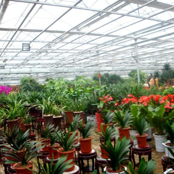Modern Venlo Glass Greenhouse for Gerbera Daisy Cultivation