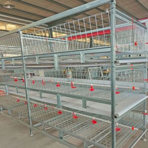 Modern Poultry Battery Cage , 150 Broiler Chicken Farming Equipment