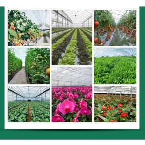 Customized Size Mushroom Growing System for Microgreens in High Tunnel