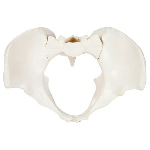 Plastic Mini 13x9x9cm Female Pelvis Model For Medical Teaching