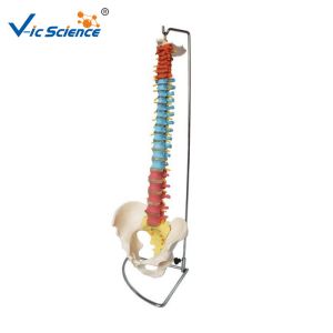 Human Skeleton Model Vertebral Column With Pelvis And Painted Muscles