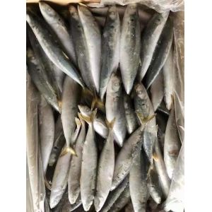IFS 80-90 BQF Frozen Muroaji Fish For Bait