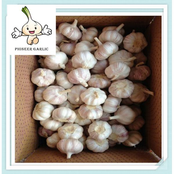 Shandong 10Kg/ Ctn Natural Fresh Normal White Garlic For Chile