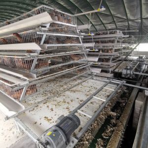 2000 Birds A Frame Layer Cages Layer Poultry Equipment SGS Approved