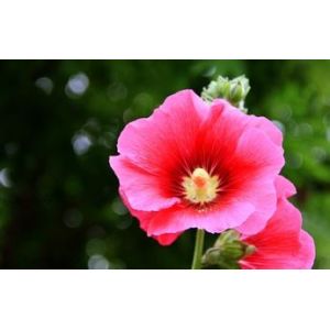 Chinese manufacturer supply Althaea Officinalis Root Extract with competitive