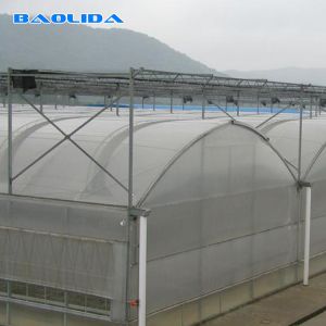 Transparent Glass Tunnel Multispan Greenhouse Plant Cultivation
