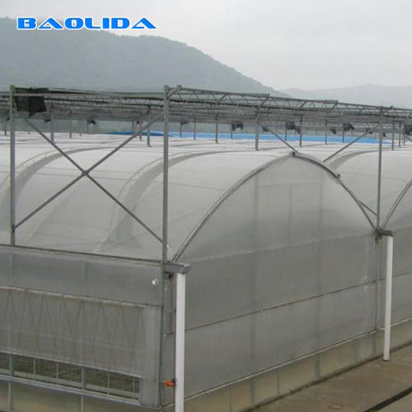 Buy Turnkey Installed Commercial Hydroponic Plastic Film Greenhouses Multi Span at wholesale prices