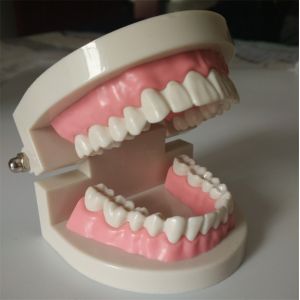 Quality 1:1 Standard PlasticTeeth Care Model Detachable for sale