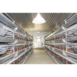 Easy Operate Poultry Farm Automatic Laying Nest PP