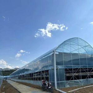 US Cocopeat Soil for Vegetable Growing in Commercial Greenhouse Sustainable