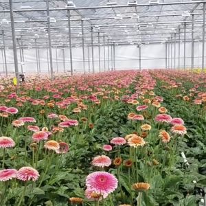 Large Glass Covered Greenhouse Shelter for Flower Cultivation Cultivating