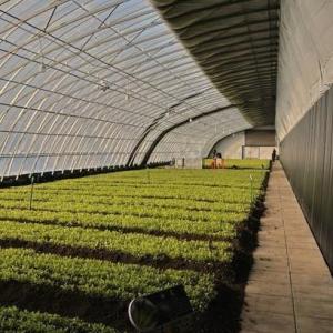 Commercial Tomato Growing Sunlight Greenhouse With Shipping Cost And Design