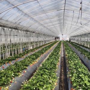 Multi Span Commercial Greenhouse With Hydroponics System Custom