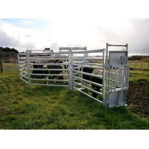 Australia standard galvanized cattle panel fence Cattle Crush,Cattle Chute
