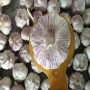 Natural China Fresh garlic Pure White normal white garlic