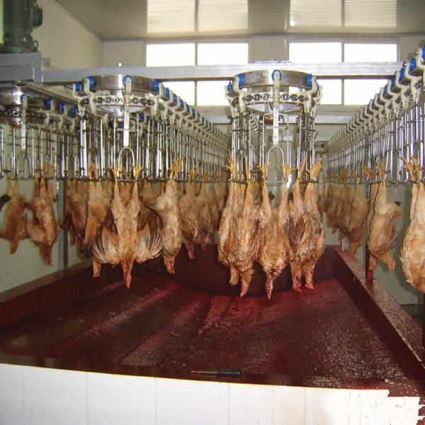 Buy 500PCS Automatic Slaughterhouse Equipment Chicken Farming Poultry Line at wholesale prices