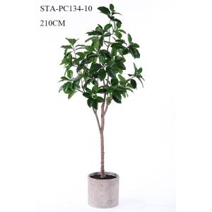 Low - Maintance Artificial Rubber Tree Evergreen Plant Modern Lifestyle