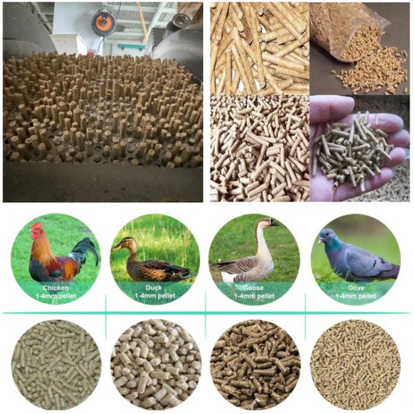 Precision-Engineered Pellet Mill Dies for Paladin 600B Superior Animal Feed Production