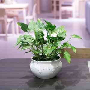 Silk Anthurium Plants in Pot