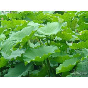 Lotus Leaf Extract/Nelumbo Nucifera Extract/Folium Nelumbinis Extract