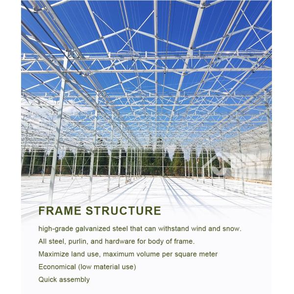 Hot Galvanzied Steel Pipe Agricultural Venlo Glasshouse Turnkey Project