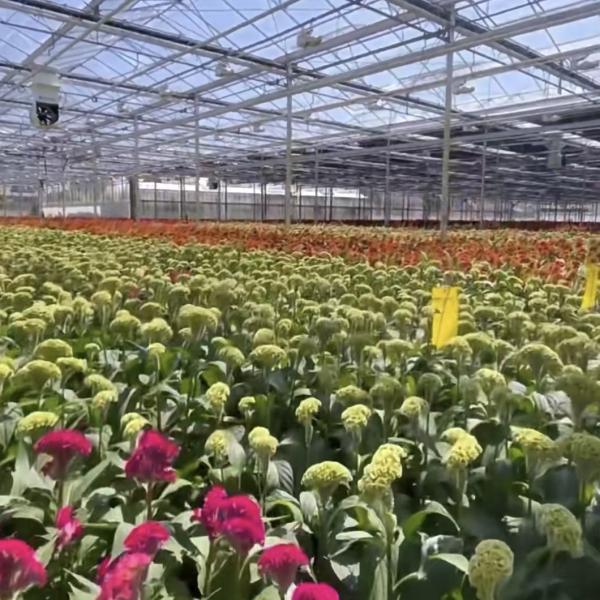 Float Glass Greenhouse Shelter for Growing Plants