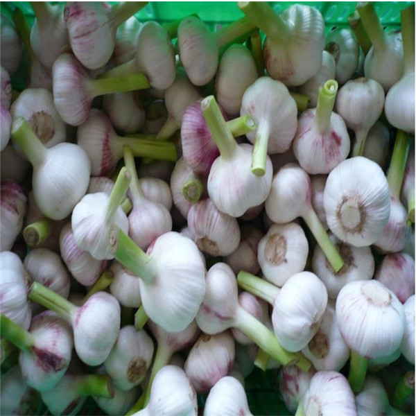 Buy FRESH GARLIC at wholesale prices