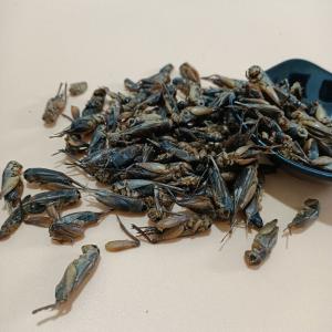 Quality High Protein Dried Crickets Crispy Taste 12 Months Shelf Life for sale
