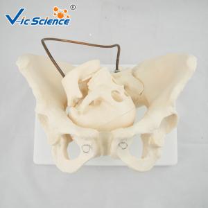 Educational Anatomical Skeleton Model VIC-127 Birth Demonstration Model Medical
