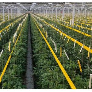 Maximize Your Tomato Yield with Anti-Drip Technology Greenhouse and Temporary