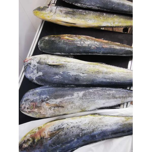 Buy IQF Frozen Mahi Mahi at wholesale prices