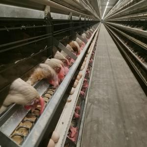 Buy cheap ISO9001 HI HOPE Layer Poultry Farming Equipment Nipple Drinking from wholesalers