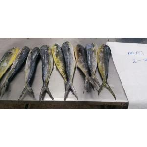 IQF Frozen Mahi Mahi