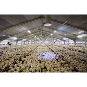 Galvanized Poultry Light Steel Frame Construction Bolts Connection Steel Chicken