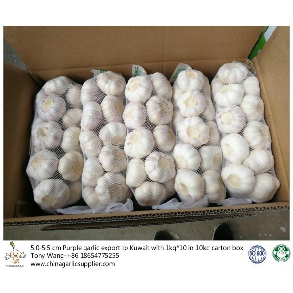 Buy Garlic to Kuwait at wholesale prices