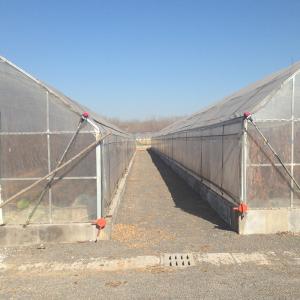 Stable Structure Agricultural and Commercial Tunnel Greenhouse